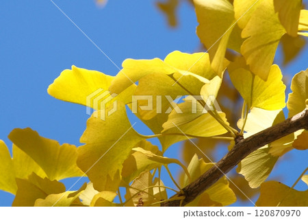 Leaves of ginkgo biloba colored yellow 120870970
