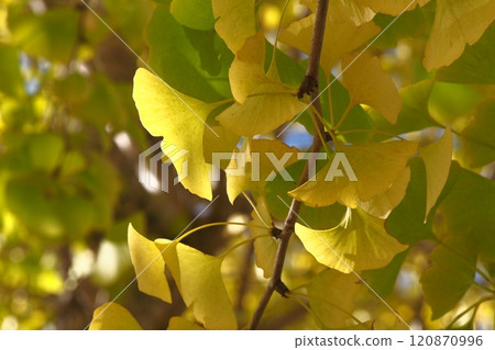 Leaves of ginkgo biloba colored yellow Leaves of ginkgo biloba colored yellow 120870996
