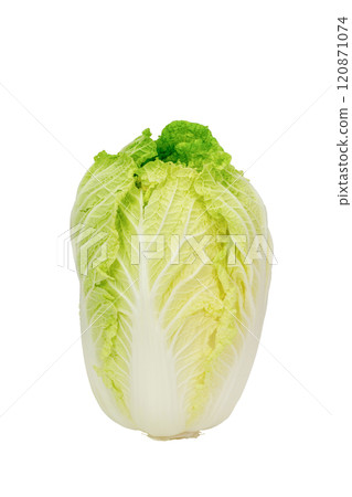 中國的白菜 120871074