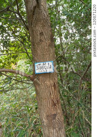 Summit of Mount Miminashi (Yamato Sanzan) 120871220