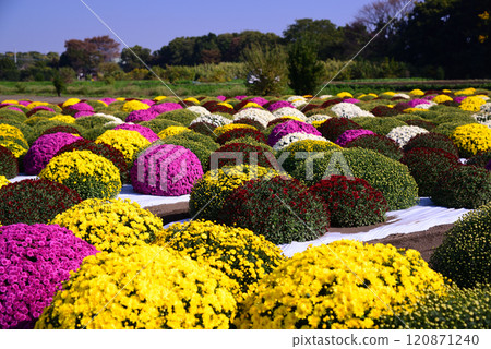 為秋天增添色彩的札魯菊 為秋天增添色彩的札魯菊 120871240