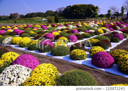 為秋天增添色彩的札魯菊 120871241