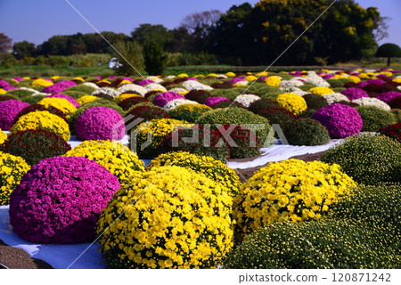 Autumnal coloring of chrysanthemums Autumnal coloring of chrysanthemums 120871242