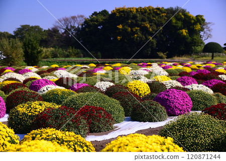 為秋天增添色彩的札魯菊 120871244
