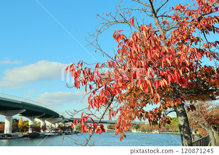 秋葉和大川(大阪) 秋葉和大川(大阪) 120871245