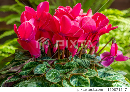 紅色仙客來 120871247