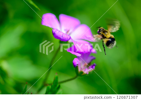 Musitime millet 120871307