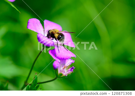 Musitime小米 120871308