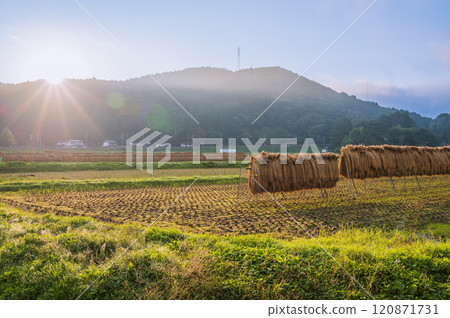Morning sun and rice racking [Lake Kizaki] 120871731