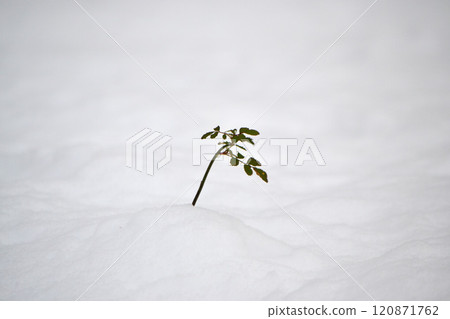 雪地上的葉子 雪地上的葉子 120871762