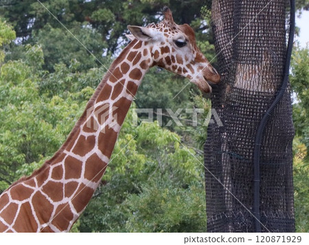 Giraffe (Reticulated Giraffe) 120871929