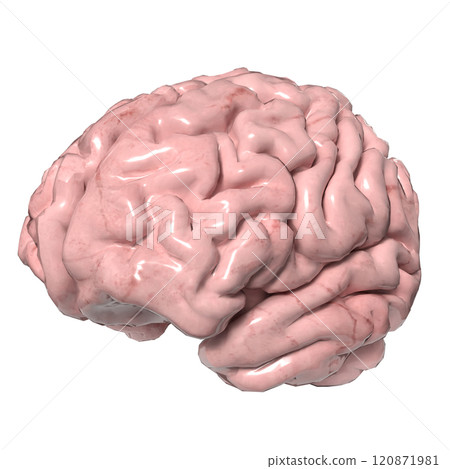 The Brain png image for sci or education concept 3d rendering. The Brain png image for sci or education concept 3d rendering. 120871981