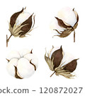 Hand drawn soft elegant cotton bud set. Watercolor botanical illustration isolated on white background. Drawing for floral greeting cards, invitation, wedding design, flower arrangement, stickers 120872027