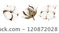 Watercolor hand drawn soft elegant cotton bud set. Botanical illustration isolated on white background. Drawing for floral greeting cards, invitation, wedding design, flower arrangement, stickers. 120872028