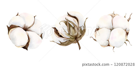 Watercolor hand drawn soft elegant cotton bud set. Botanical illustration isolated on white background. Drawing for floral greeting cards, invitation, wedding design, flower arrangement, stickers. 120872028