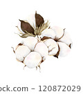 Hand drawn elegant cotton bud composition. Watercolor botanical illustration isolated on white background. Drawing for floral greeting cards, invitation, wedding design, flower arrangement, stickers 120872029