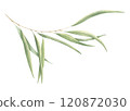 Botanical painting of elegant green eucalyptus branch. Watercolor hand drawn illustration isolated on white background. Greenery drawing for wedding invitations, birthday cards, designs, templates 120872030