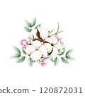 Hand drawn soft elegant cotton, eucalyptus and pink snowberries bouquet. Watercolor botanical illustration isolated on white background. Drawing for floral greeting cards, invitation, wedding designs. 120872031