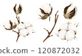 Hand drawn elegant cotton branch and bud set. Watercolor botanical illustration isolated on white background. Drawing for floral greeting cards, invitation, wedding design, flower arrangement, decor 120872032
