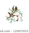 Hand drawn soft elegant cotton and green eucalyptus bouquet. Watercolor botanical illustration isolated on white background. Drawing for floral greeting cards, invitation, wedding design, arrangement 120872033