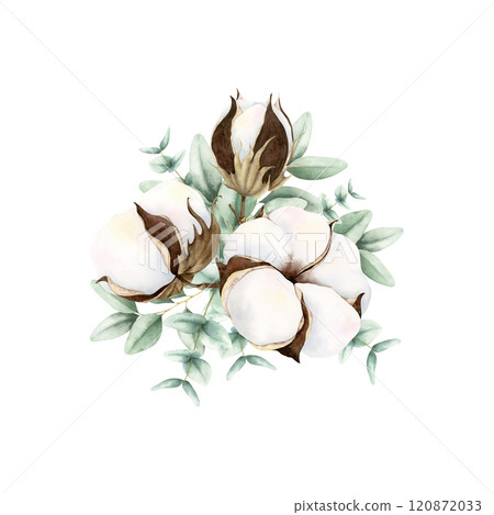 Hand drawn soft elegant cotton and green eucalyptus bouquet. Watercolor botanical illustration isolated on white background. Drawing for floral greeting cards, invitation, wedding design, arrangement Hand drawn soft elegant cotton and green eucalyptus bouquet. Watercolor botanical illustration isolated on white background. Drawing for floral greeting cards, invitation, wedding design, arrangement 120872033
