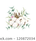 Hand drawn soft elegant cotton, eucalyptus and pink snowberries bouquet. Watercolor botanical illustration isolated on white background. Drawing for floral greeting cards, invitation, wedding designs 120872034