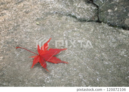 明亮的紅楓落在混凝土上 120872106