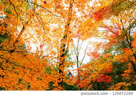 Autumn leaves of Kochi gorge 120872289