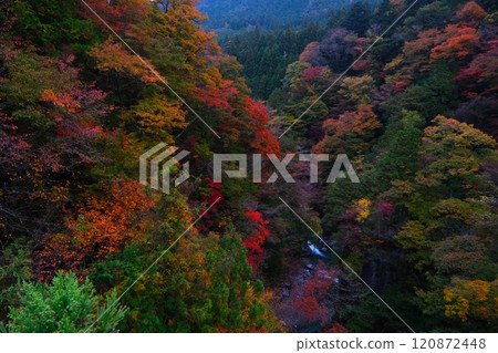 Autumn leaves of Kochi gorge 120872448