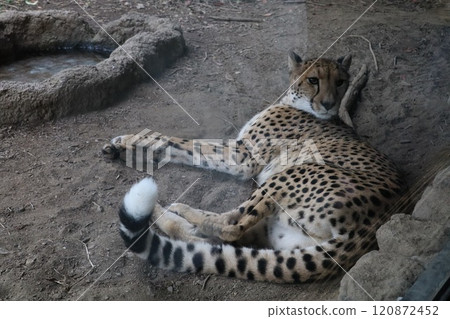 獵豹 獵豹 120872452