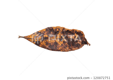 Close up of vibrant yellow autum leaf isolated on white background Close up of vibrant yellow autum leaf isolated on white background 120872751