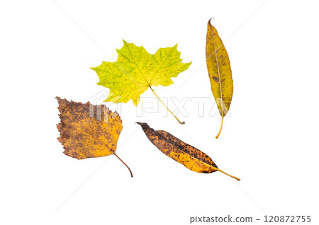 Close up Red and yellow autumn tree leaves isolated on white background Close up Red and yellow autumn tree leaves isolated on white background 120872755