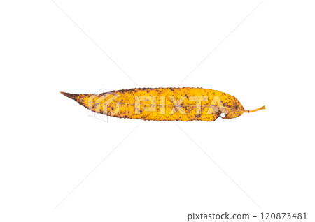 Close up of vibrant yellow autum leaf isolated on white background 120873481