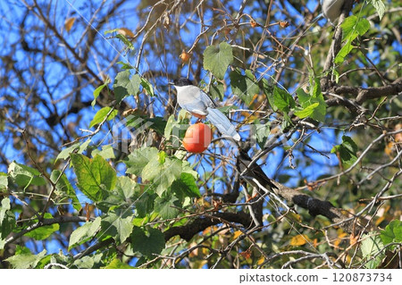 長尾山雀和椋鳥來吃柿子果 長尾山雀和椋鳥來吃柿子果 120873734