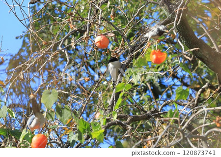 長尾山雀和椋鳥來吃柿子果 120873741