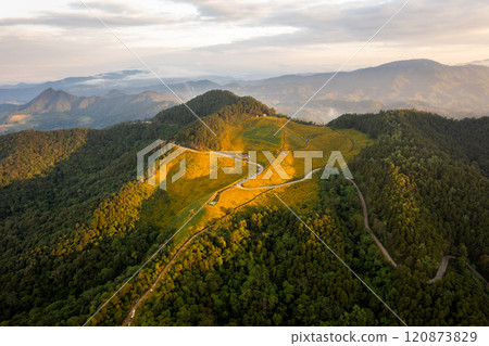 Flower Mountain and Pine Forest in the Morning 120873829