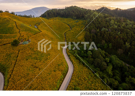 Flower Mountain and Pine Forest in the Morning 120873837