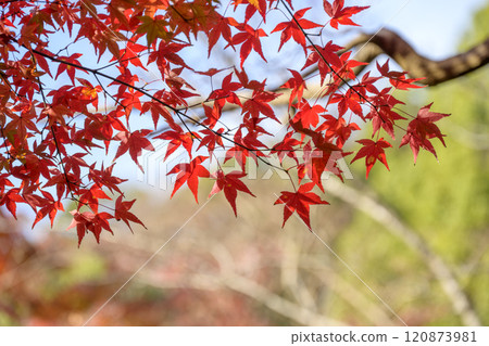 Bright red autumn leaves in Kamakura Sightseeing in Kamakura Autumn scenery Winter scenery December [Kanagawa Prefecture, Kamakura City] 120873981