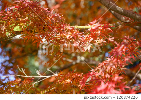 鎌倉的紅葉 鎌倉觀光 秋天的景色 冬天的景色 12 月 [神奈川縣鎌倉市] 120874220