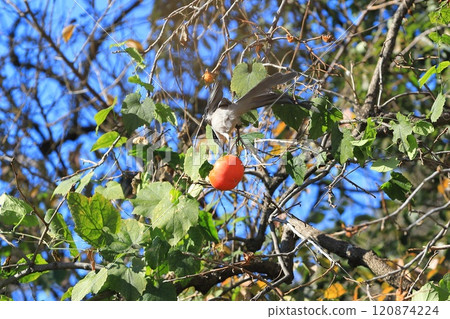 A blue-and-white flycatcher comes to eat persimmons 120874224