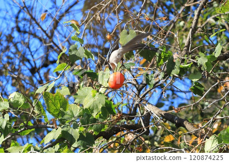 A blue-and-white flycatcher comes to eat persimmons A blue-and-white flycatcher comes to eat persimmons 120874225