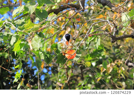 翁長來吃柿子果 120874229