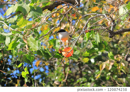 翁長來吃柿子果 120874238