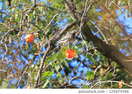 Mukudori採摘柿子 120874566