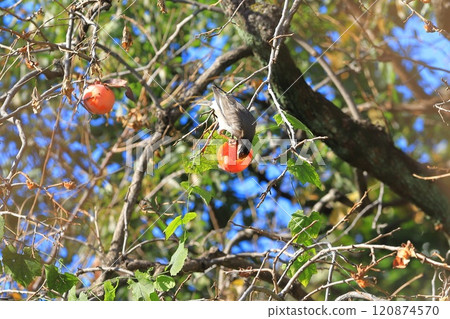 Mukudori picking persimmons 120874570