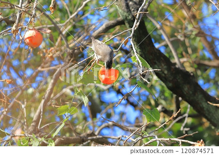 Mukudori picking persimmons 120874571