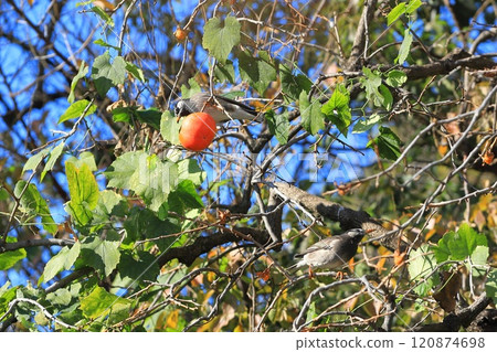 Starlings pecking at persimmons 120874698