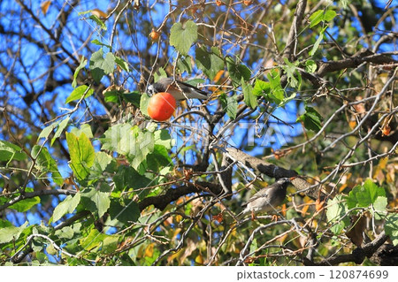 Starlings pecking at persimmons 120874699