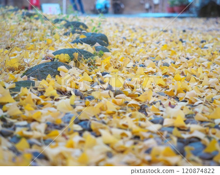Fallen ginkgo leaves Fallen ginkgo leaves 120874822