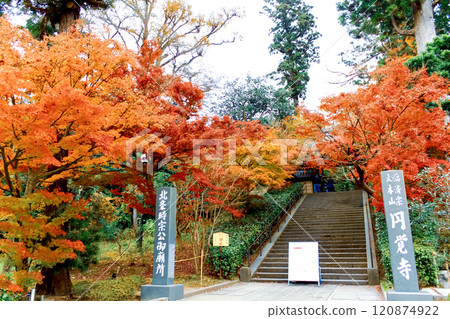 【神奈川】深秋的鎌倉圓覺寺，正門和明亮的秋葉 120874922